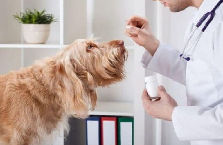 Thuốc mê dạng xịt cho chó mèo cần mua đúng thuốc tốt, sử dụng theo đúng hướng dẫn, không lạm dụng thuốc nhiều để tránh gây ra những ảnh hưởng ngoài ý muốn